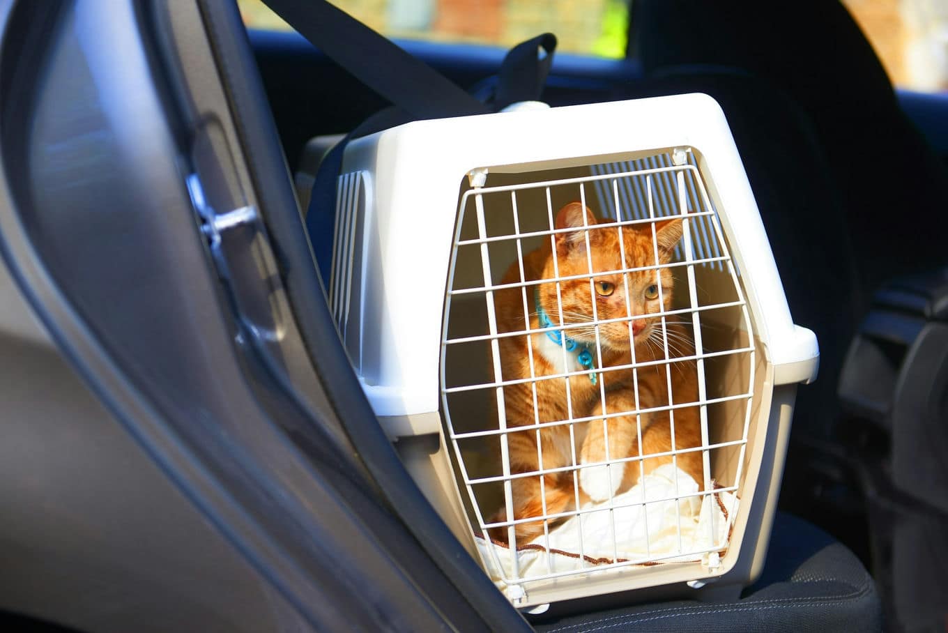 kot w transporterku na tylnym siedzeniu samochodu